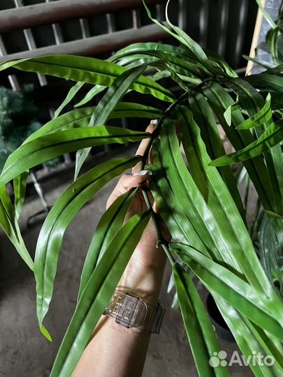 Искусственные растения для декора