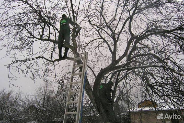 Обрезка плодовых деревьев, обрезка сада