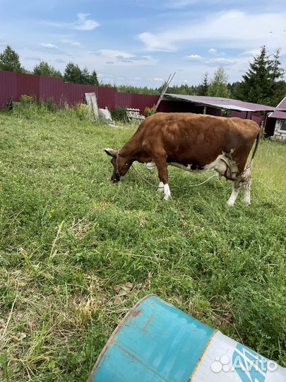 Продам дойную корову