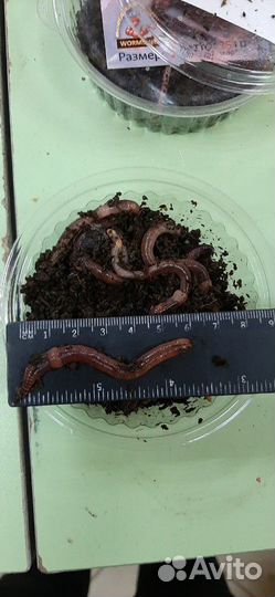 Червь, опарыш, мотыль