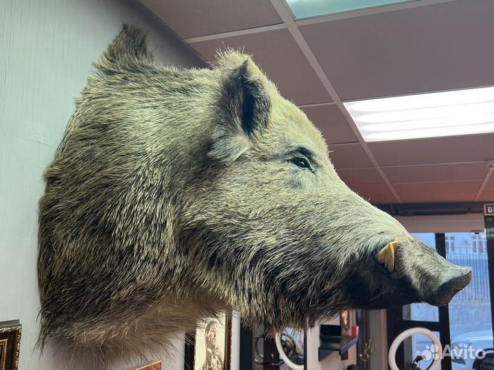 Чучело кабана