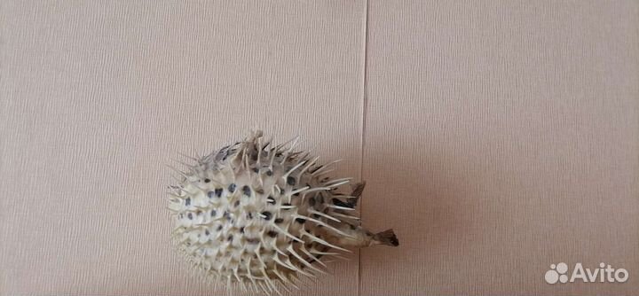 Морская рыба