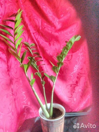 Комнатные цветы