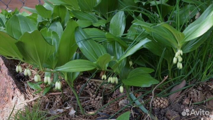 Купена.Многолетник для тенистых мест