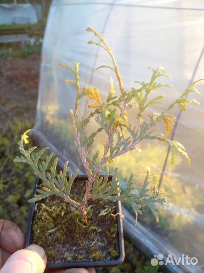 Туя саженцы