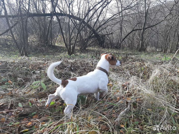 Джек Рассел кабель. Вязка