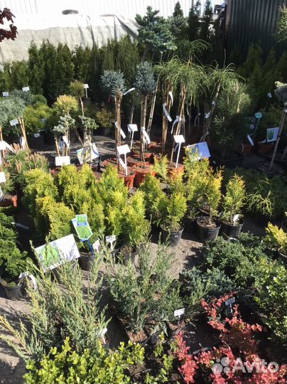 Декоративные растения