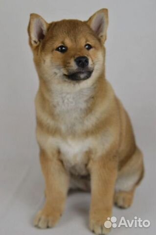 Щенки сиба шиба ину