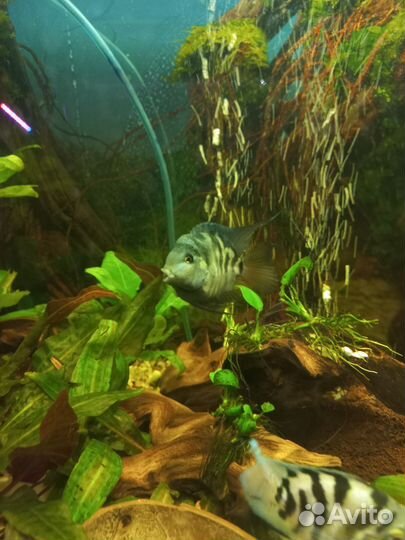 Попугай сапфировый