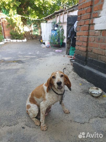 Щенки спаниеля