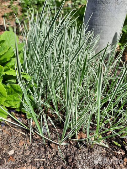 Садовые цветы многолетники