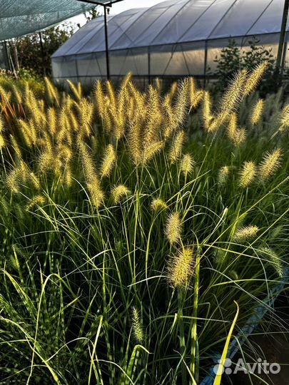 Императа ред барон, Пеннисетум, Осока