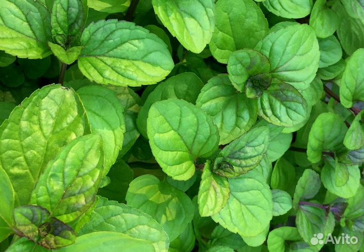 Мята 36 сортов (0,1л)