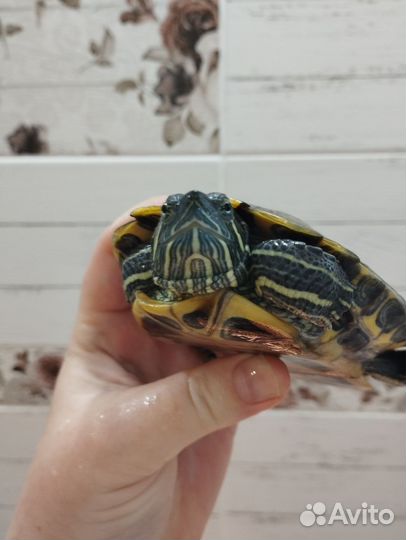 Черепаха бесплатно