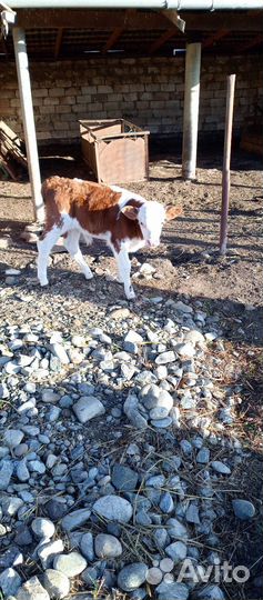 Телята бычки