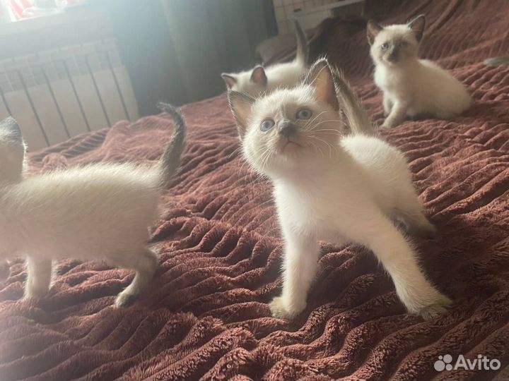 Тайские котята