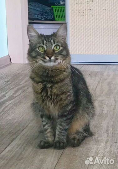 Кошечка Сандра., 1год