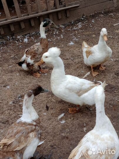 Хохлатые утки