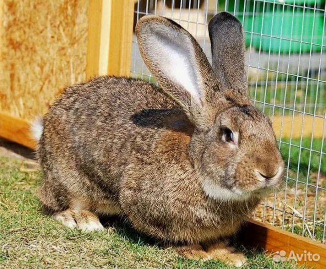 Кролики мясных пород, разведение и мясо