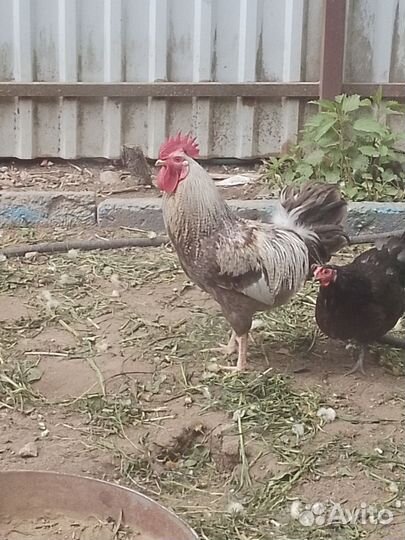 Петушка молодого на племя