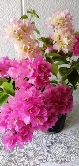 Сортовые бугенвиллии