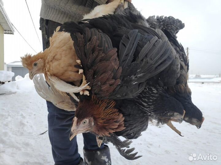 Куры Несушки