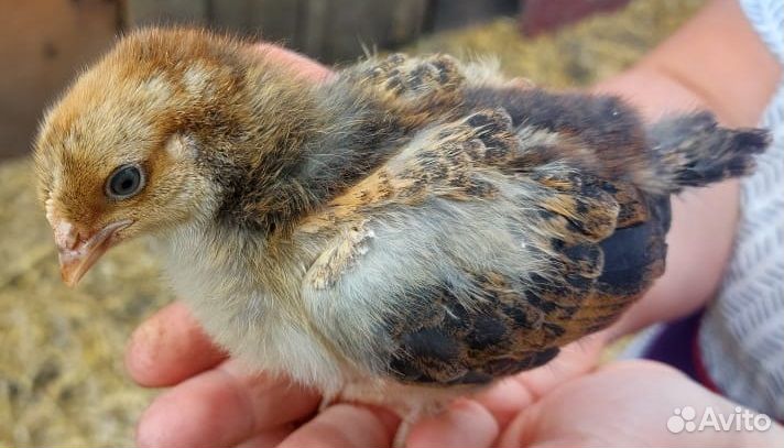 Продаю цыплят породы Кучинская Юбилейная