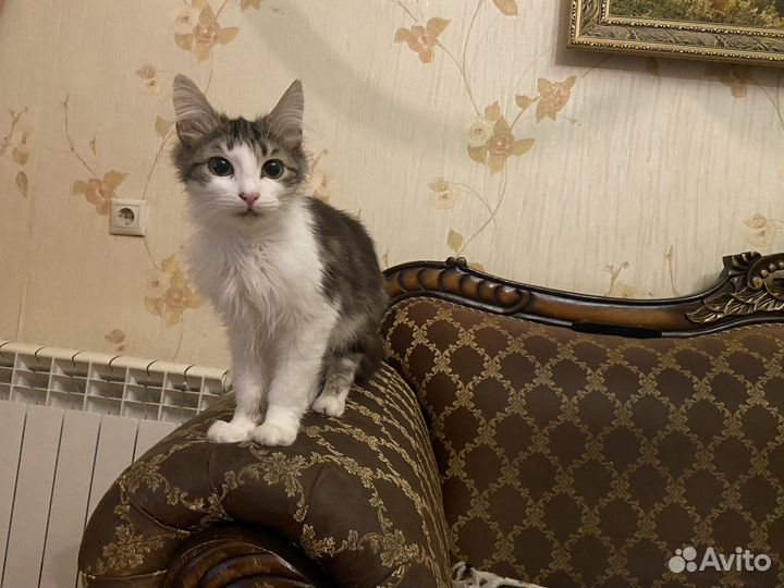 Котик-подросток