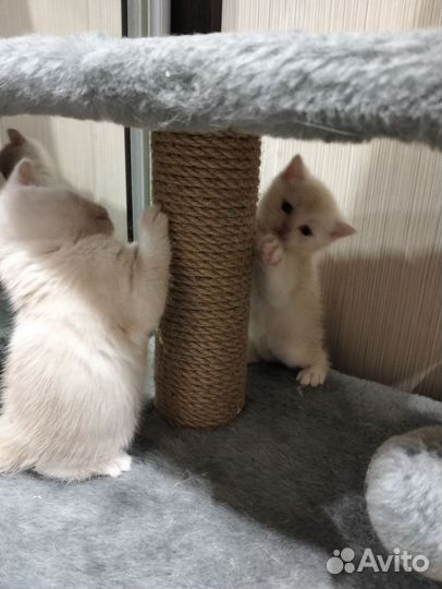 Шотландские котята