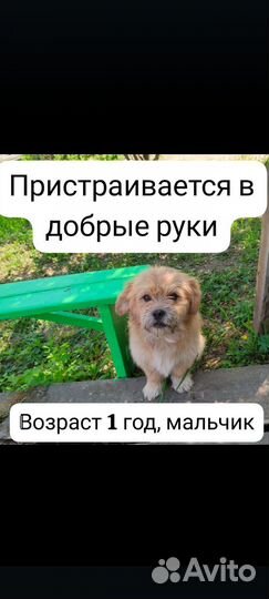 Пристраиваются в добрые руки собачки