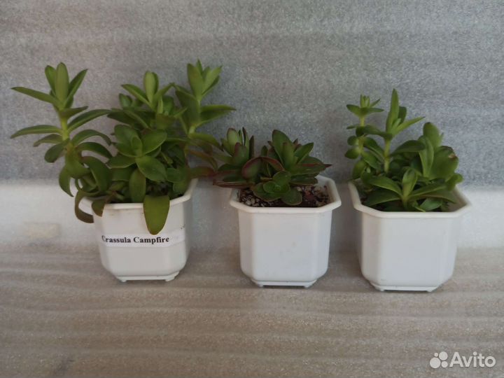 Крассула Campfire