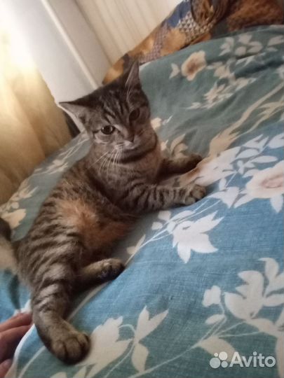 Кошечка