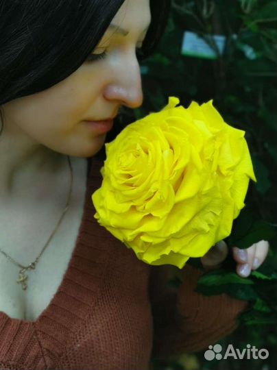 Живая роза 14-16 см диаметром не завянет 5 лет, от