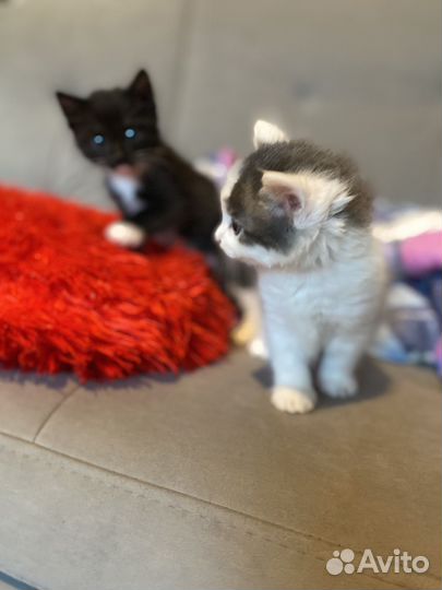 Отдам котят