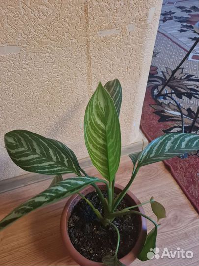 Аглаонема страйпс