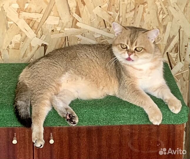 Шотландский кот вязка