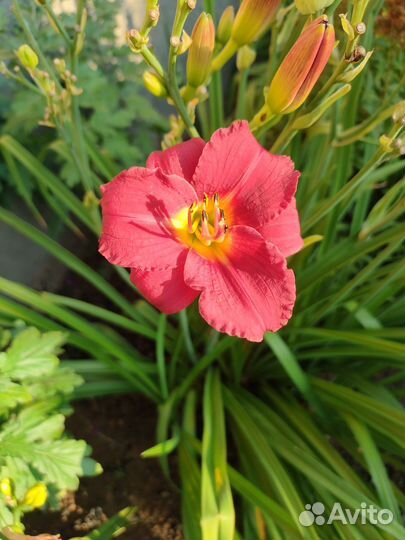 Лилейник, многолетник