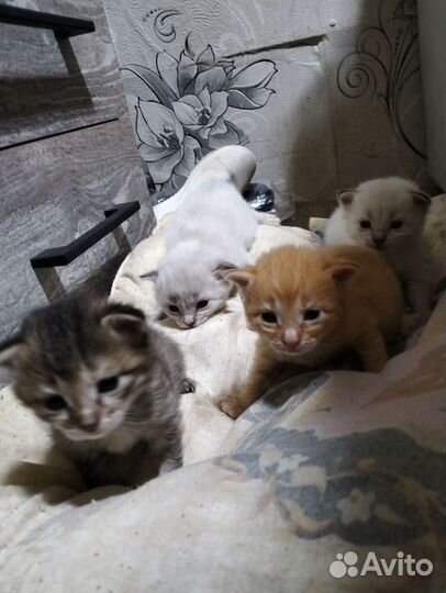 Котята в добрые руки
