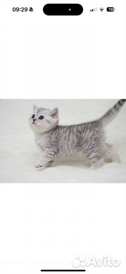 Шотландские котята