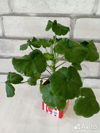 Пеларгонии разные