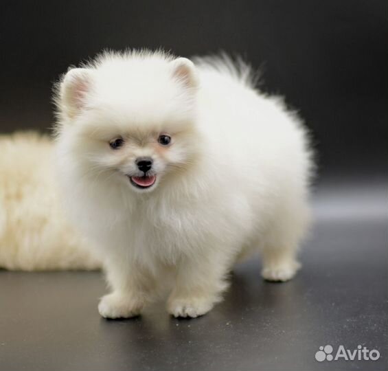 Мальчик померанский шпиц мишки