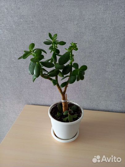 Толстянка(денежное дерево), алоэ