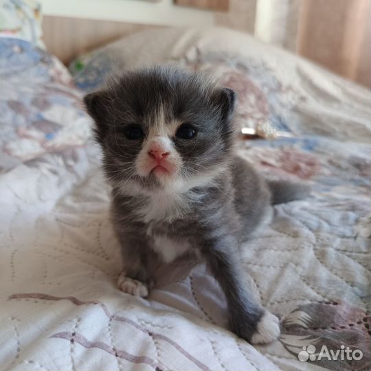 Котята бесплатно девочки