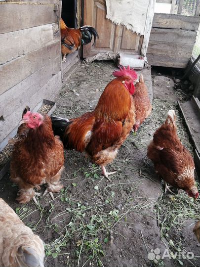 Петух кучинский