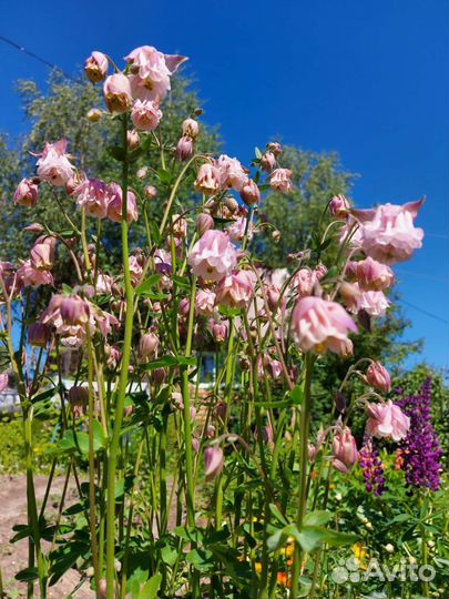 Аквилегия(водосбор)
