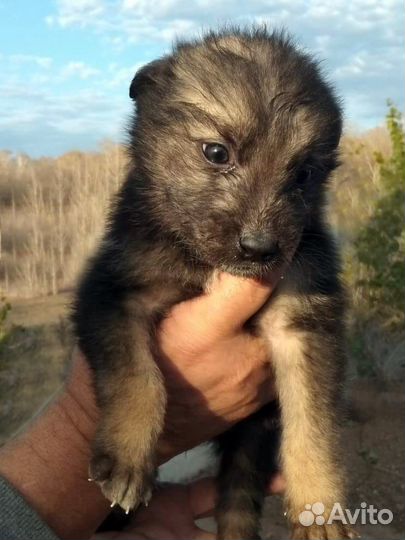 Шенок малтчик