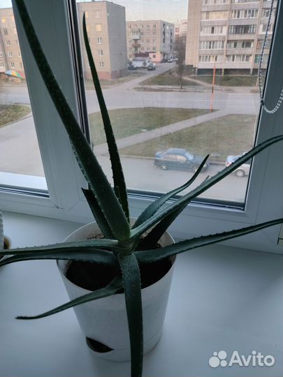 Цветы