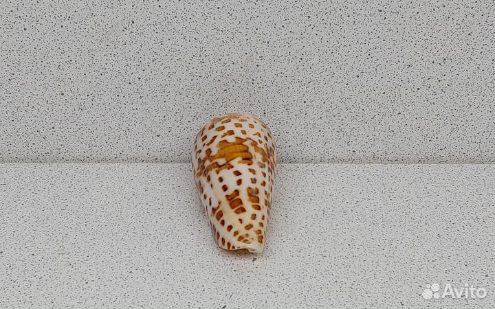 Конус Градатус 6,3 морская ракушка раковина