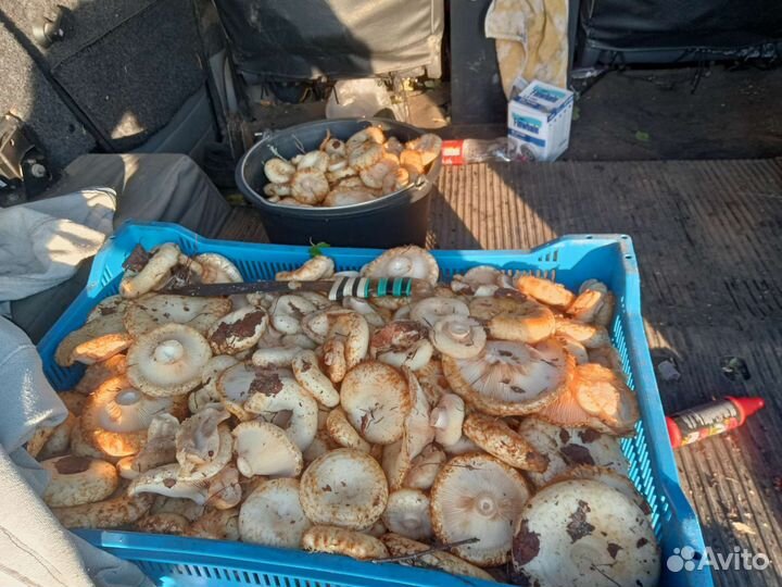 Грузди соленые
