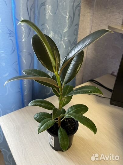 Фикус эластика, мелани